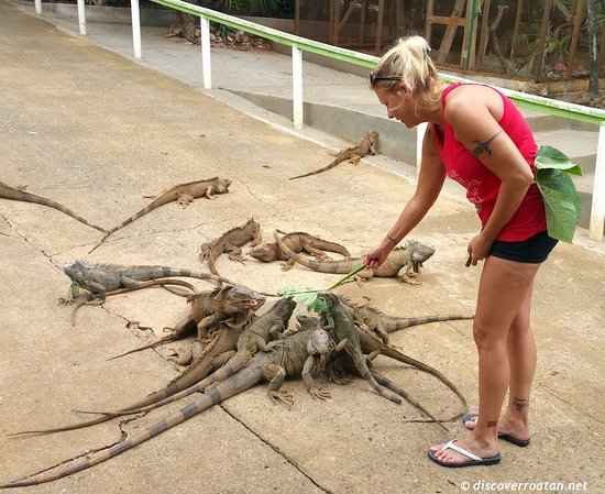 Iguana Park + Island Tour